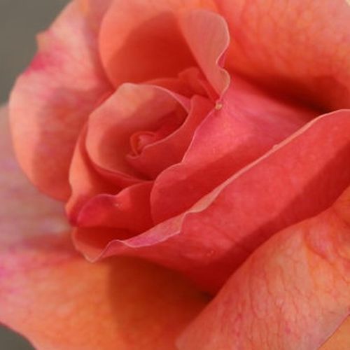 Online rózsa rendelés - Narancssárga - virágágyi floribunda rózsa - diszkrét illatú rózsa - Rosa Aprikola® - W. Kordes & Sons - Vonzó színárnyalatú rózsa, gombafertőzésekkel szembeni ellenállóképessége kimagasló.fé